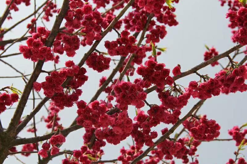 京红早樱樱花京红早婴当年苗大红花樱花