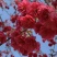 京红早樱樱花京红早婴当年苗大红花樱花