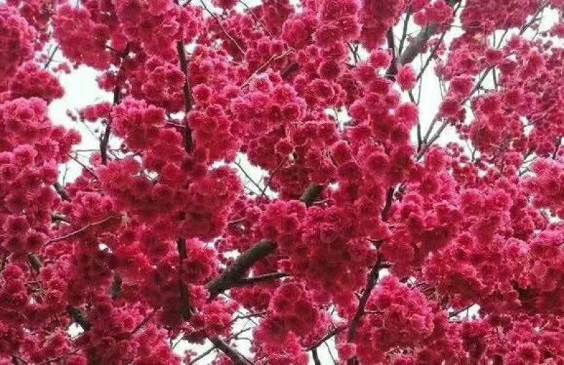 京红早樱樱花京红早婴当年苗大红花樱花