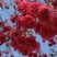 京红早樱樱花京红早婴当年苗大红花樱花