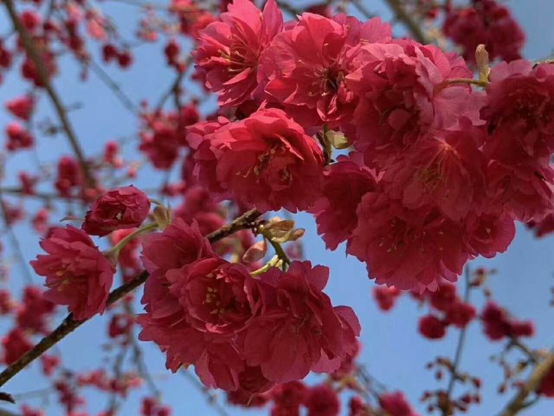 京红早樱樱花京红早婴当年苗大红花樱花