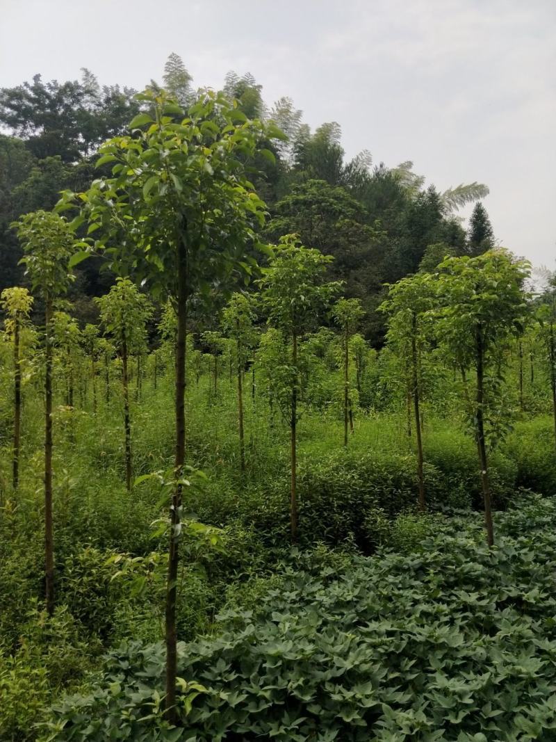 香樟树湖北基地发货樟树杠直，数量多，规格齐全耐寒
