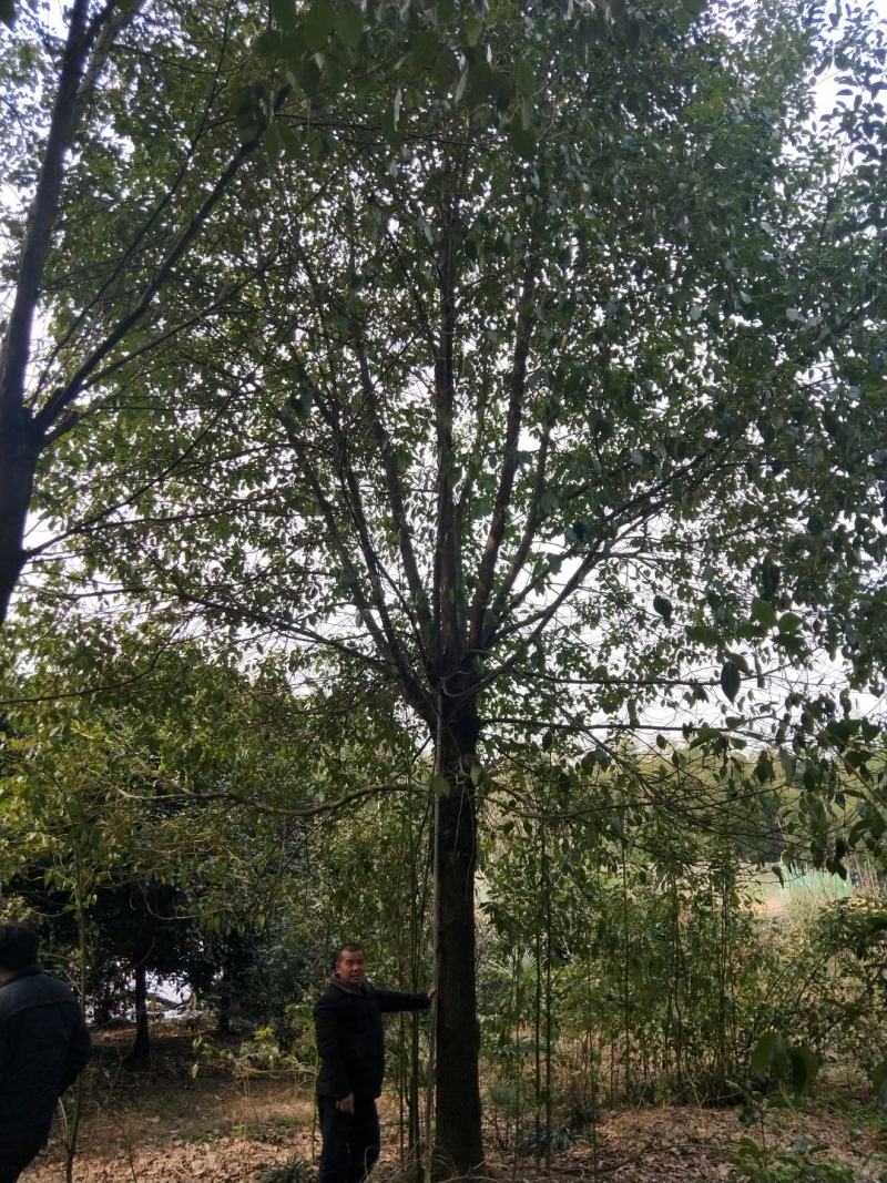 香樟树湖北基地发货樟树杠直，数量多，规格齐全耐寒