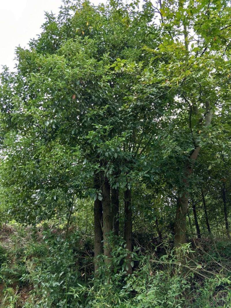 香樟树湖北基地发货樟树杠直，数量多，规格齐全耐寒
