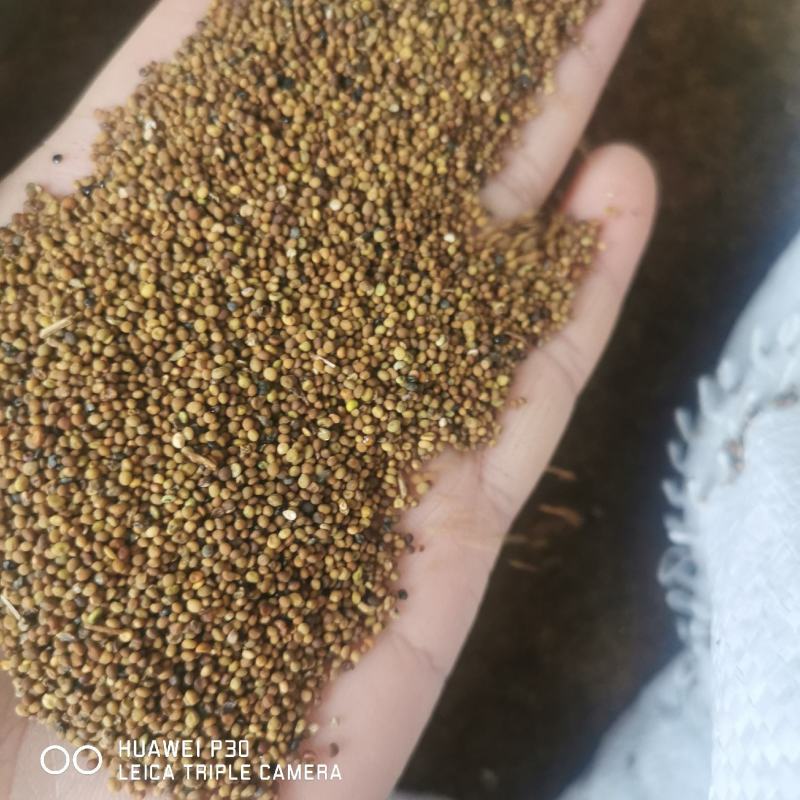 菟丝子水洗货干净包邮发货产地直发常年供应大货