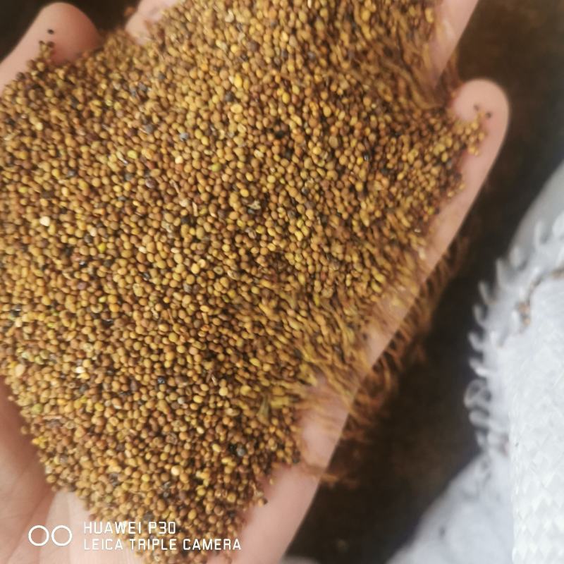 菟丝子水洗货干净包邮发货产地直发常年供应大货