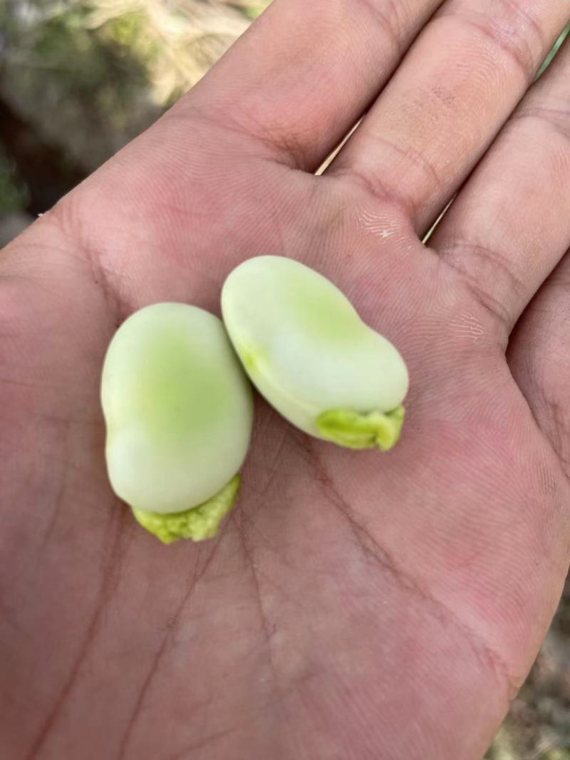 蚕豆胡豆新鲜蚕豆胡豆四川会东新蚕豆胡豆清甜饱满