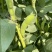蚕豆胡豆新鲜蚕豆胡豆四川会东新蚕豆胡豆清甜饱满