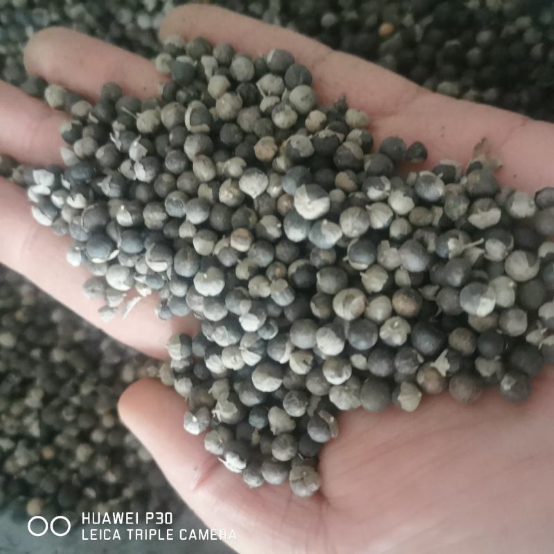 蔓荆子江西蔓荆子包邮发货保证质量一手货源