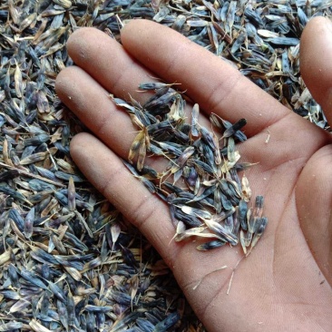 板蓝根子:根茎一年作物易管里适应能力广欢迎广大种植户来电