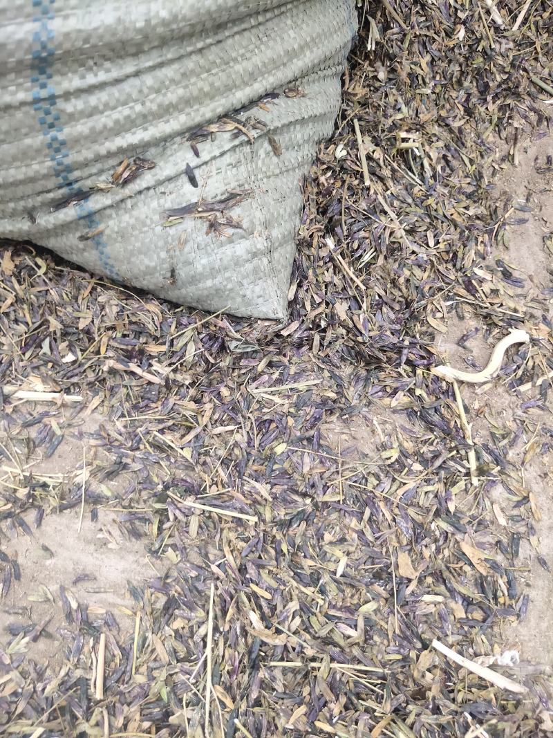 板蓝根子:根茎一年作物易管里适应能力广欢迎广大种植户来电