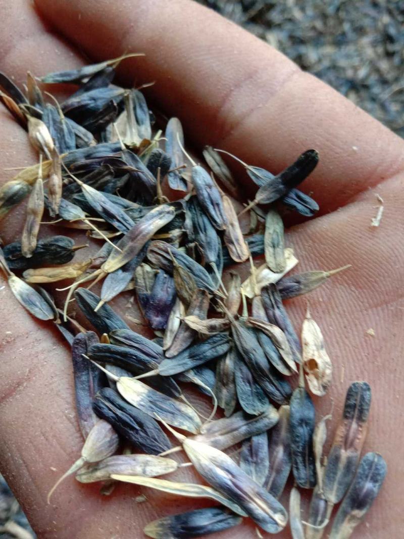 板蓝根子:根茎一年作物易管里适应能力广欢迎广大种植户来电