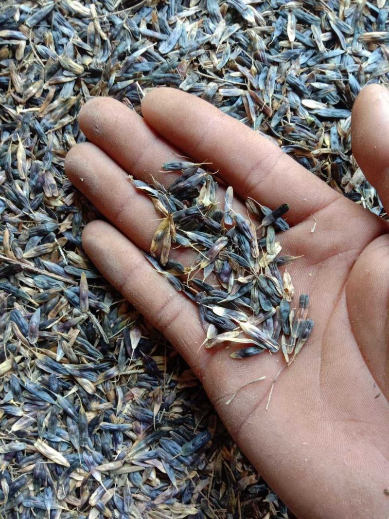 板蓝根子:根茎一年作物易管里适应能力广欢迎广大种植户来电