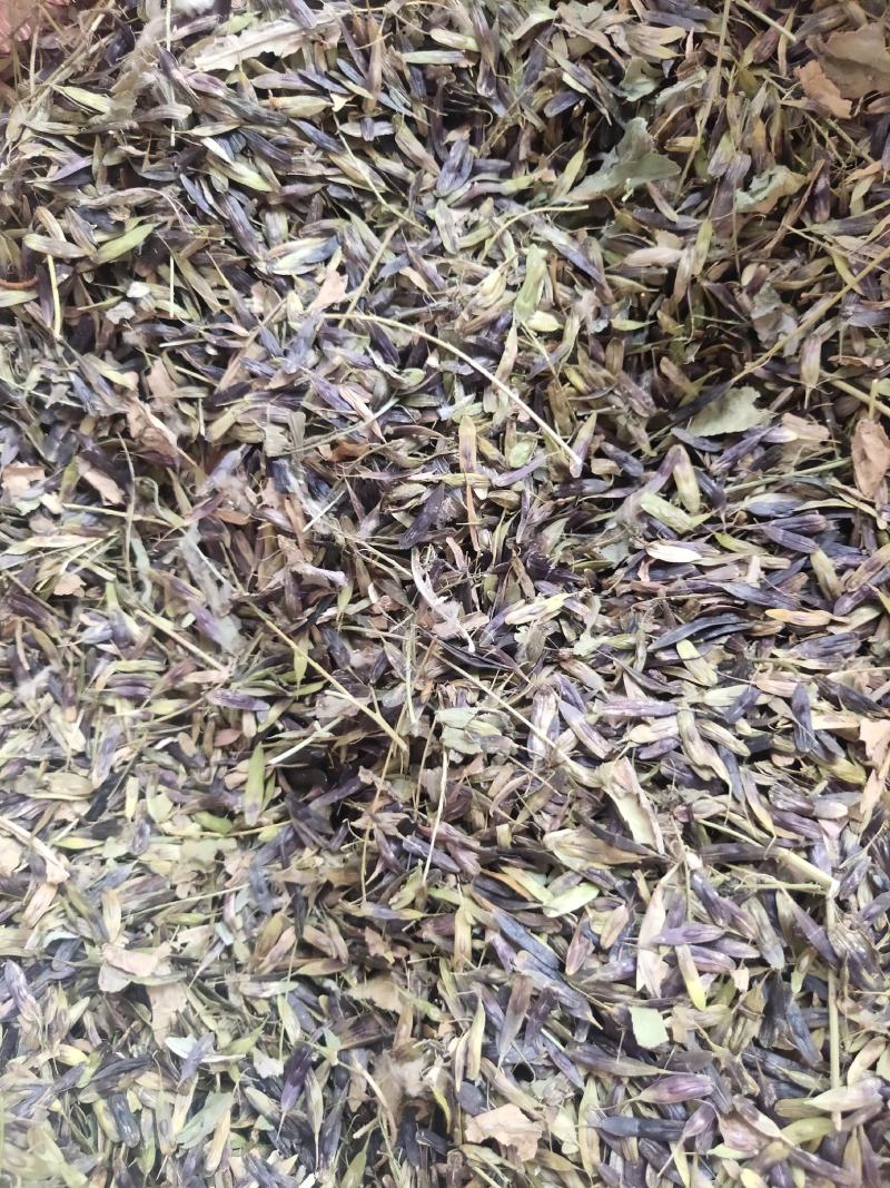 板蓝根子:根茎一年作物易管里适应能力广欢迎广大种植户来电