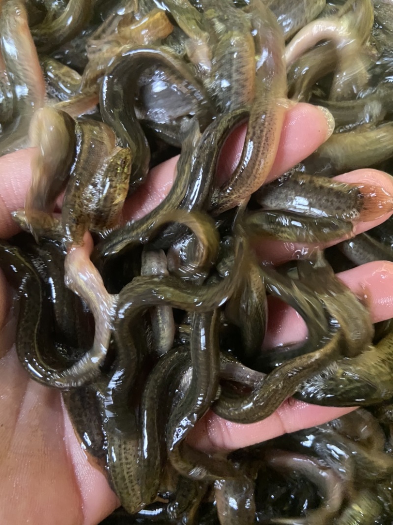 大量出售优质台湾泥鳅，价格实惠欢迎各位老板咨询！