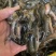 大量出售优质台湾泥鳅，价格实惠欢迎各位老板咨询！