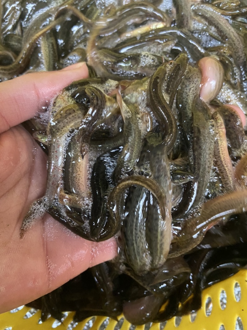大量出售优质台湾泥鳅，价格实惠欢迎各位老板咨询！