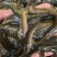 大量出售优质台湾泥鳅，价格实惠欢迎各位老板咨询！