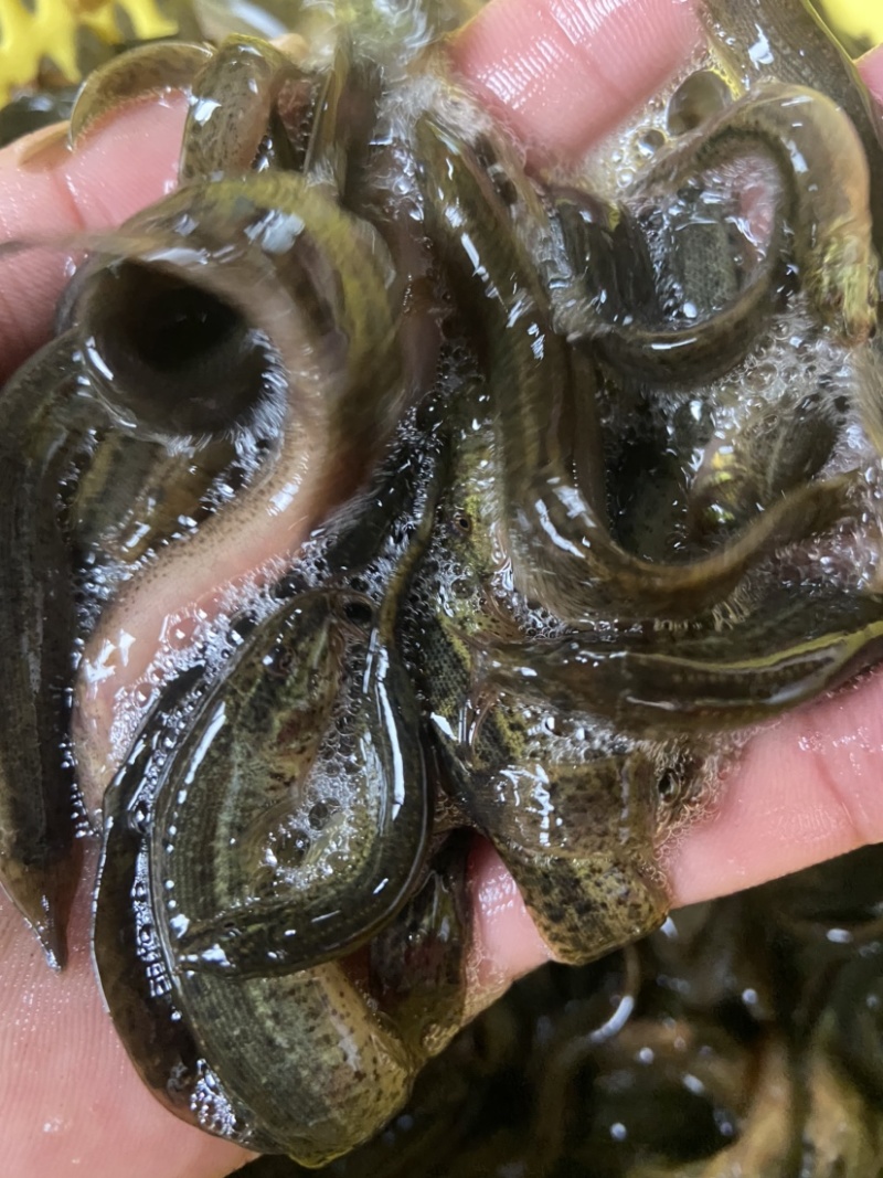 大量出售优质台湾泥鳅，价格实惠欢迎各位老板咨询！
