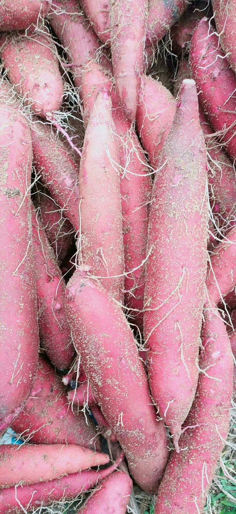 陕西渭南红薯苗脱毒一代秦薯五号，西瓜红，济薯26精品苗子