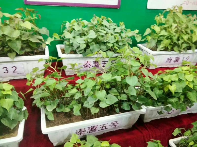 陕西渭南红薯苗脱毒一代秦薯五号，西瓜红，济薯26精品苗子