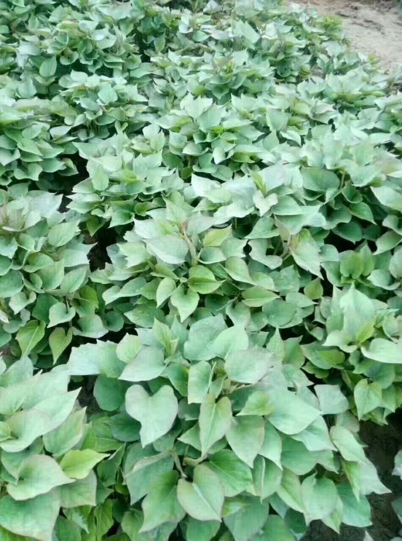 陕西渭南红薯苗脱毒一代秦薯五号，西瓜红，济薯26精品苗子
