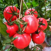 陕西冰沙红普罗旺斯水果西红柿产地直供现摘沙瓤番茄