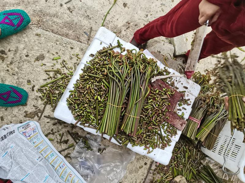 贵州野生红蕨菜大量上市，1.2上车有需要的老板联系