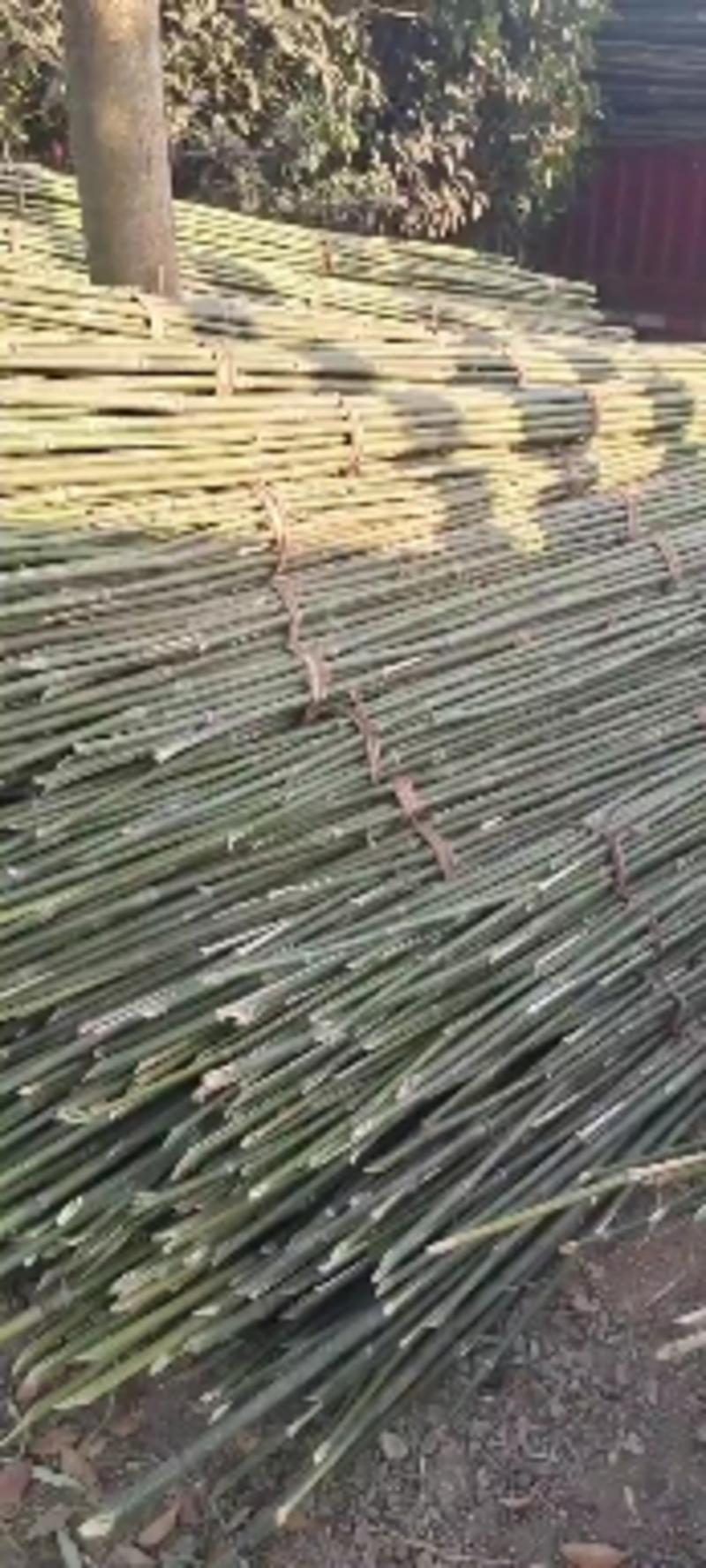菜架竹，𣄃杆竹，豆角架竹，竹竿。