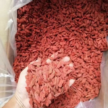宁夏枸杞新货颜色一致干度好无破损粒大不结块