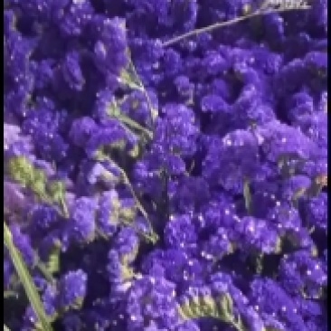 鲜花勿忘我水晶草云南十八怪满天星基地直供