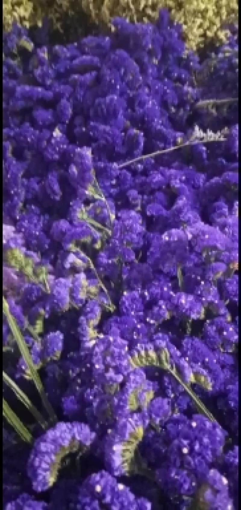 鲜花勿忘我水晶草云南十八怪满天星基地直供