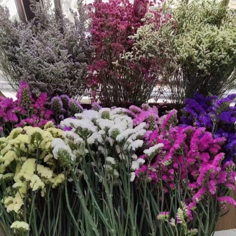 鲜花勿忘我水晶草云南十八怪满天星基地直供