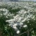 鲜花勿忘我水晶草云南十八怪满天星基地直供
