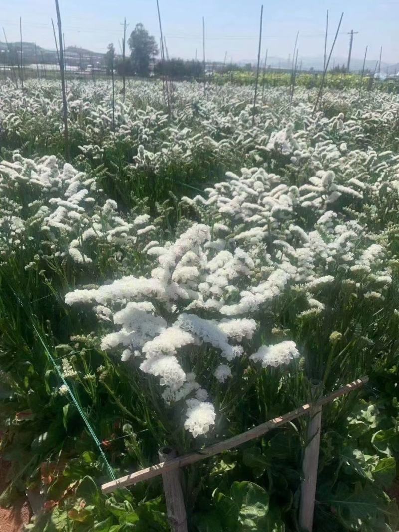 鲜花勿忘我水晶草云南十八怪满天星基地直供