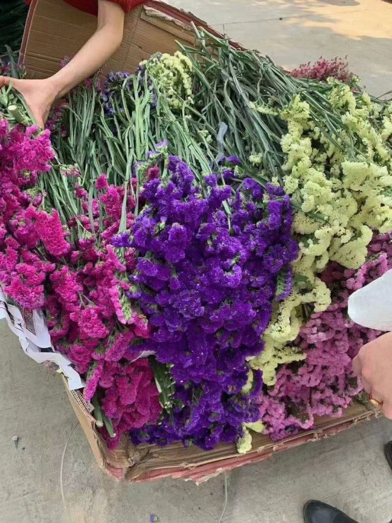 鲜花勿忘我水晶草云南十八怪满天星基地直供