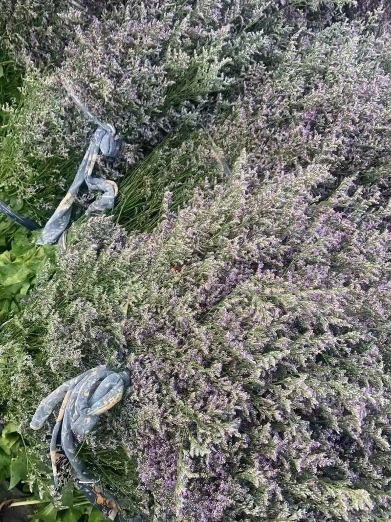 鲜花勿忘我水晶草云南十八怪满天星基地直供