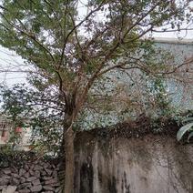 连香藤树米径20公分
