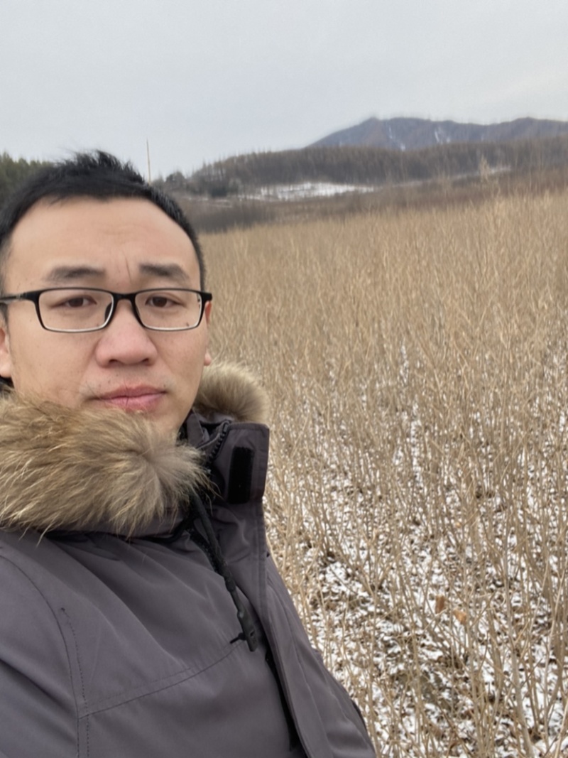 连翘苗东北连翘连翘二年墩绿化工程苗