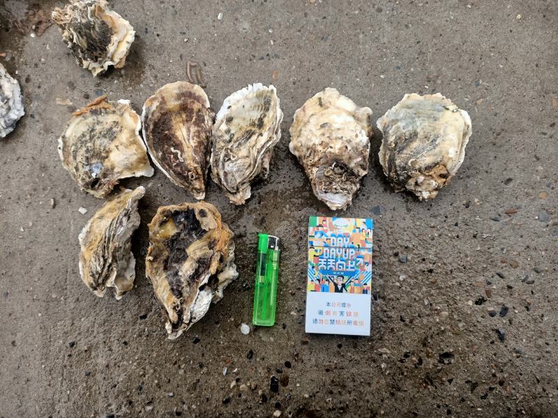 生蚝，海蛎子，牡蛎。批发价格便宜，质量有保障