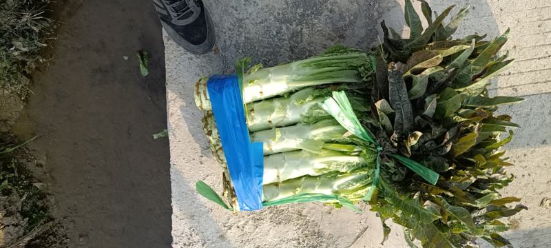 莴笋代办批发全国销售