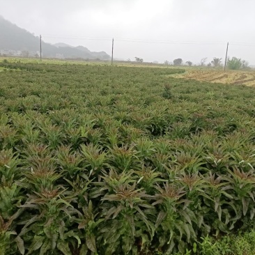 莴笋代办批发全国销售