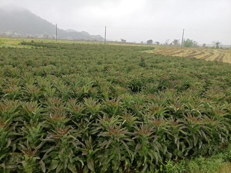 莴笋代办批发全国销售