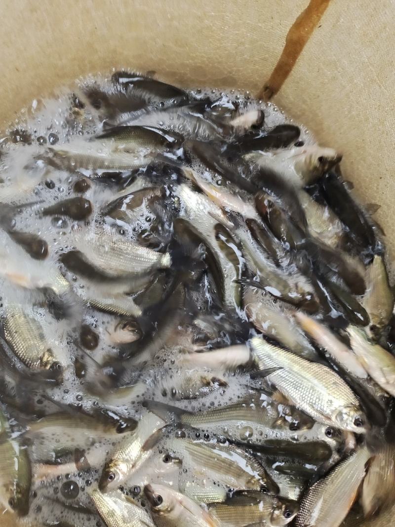 巴西鲷鱼苗，技术孵化出产优质良种苗，包技术指导。