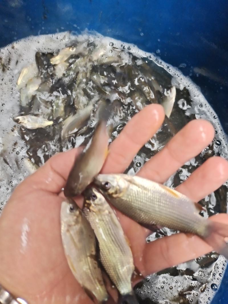 巴西鲷鱼苗，技术孵化出产优质良种苗，包技术指导。