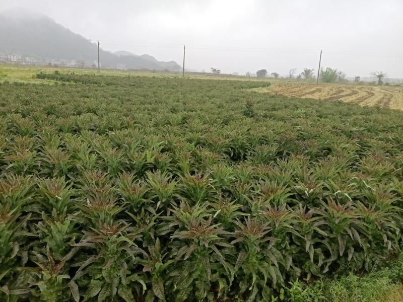 莴笋代办批发全国销售