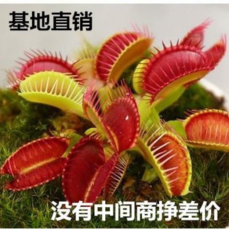 捕蝇草驱蚊草食人花猪笼草盆栽吃虫宿舍室内花卉