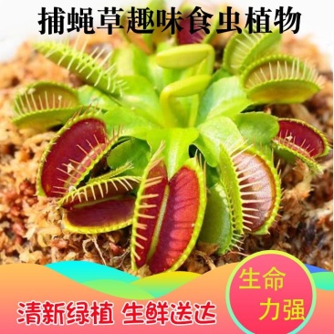 捕蝇草驱蚊草食人花猪笼草盆栽吃虫宿舍室内花卉