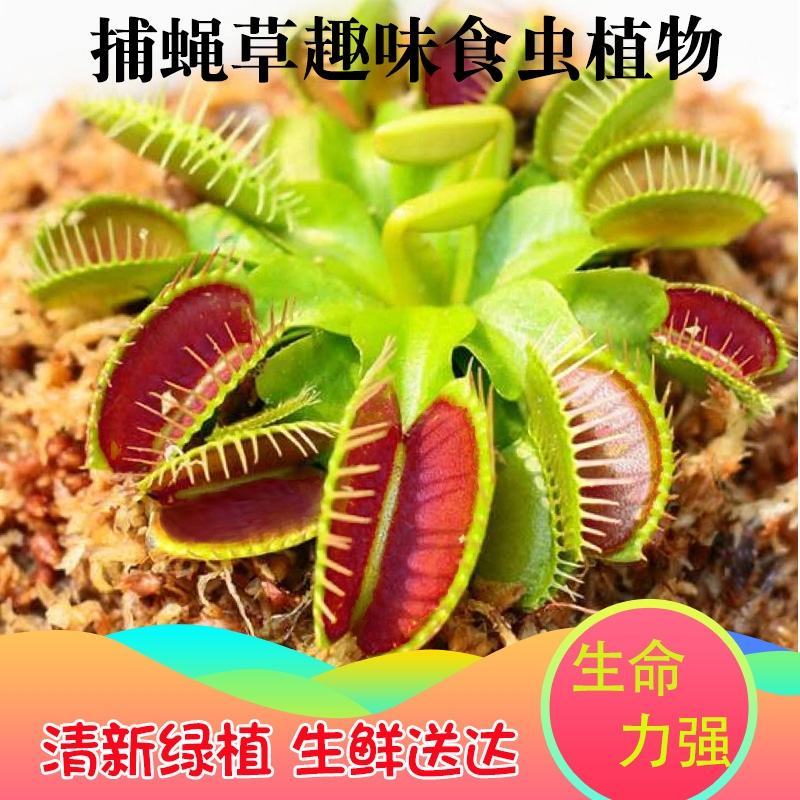 捕蝇草驱蚊草食人花猪笼草盆栽吃虫宿舍室内花卉