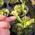 捕蝇草驱蚊草食人花猪笼草盆栽吃虫宿舍室内花卉